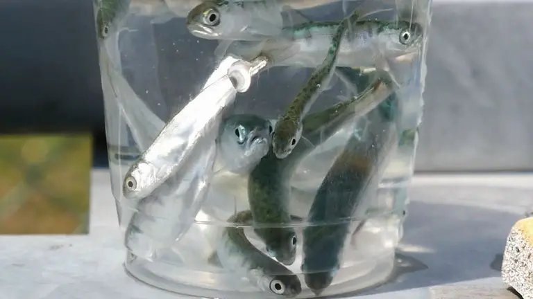 🐟 연어의 고향 치토세 수족관 (사케노 후루사토 치토세 스이조쿠칸) 이미지 9